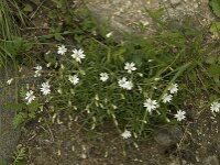 Cerastium lineare