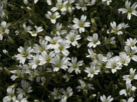 Cerastium lineare 2, Saxifraga-Jan van der Straaten