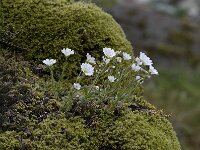 Cerastium nigrescens