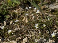 Cerastium pumilum 11, Steenhoornbloem, Saxifraga-Willem van Kruijsbergen