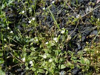Cerastium pumilum 12, Steenhoornbloem, Saxifraga-Rutger Barendse