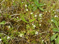 Cerastium pumilum 13, Steenhoornbloem, Saxifraga-Rutger Barendse