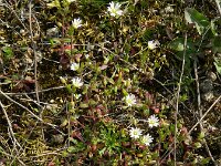 Cerastium pumilum 16, Steenhoornbloem, Saxifraga-Rutger Barendse