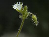 Cerastium pumilum 3, Steenhoornbloem, Saxifraga-Jan van der Straaten