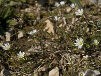 Cerastium pumilum 8, Steenhoornbloem, Saxifraga-Willem van Kruijsbergen