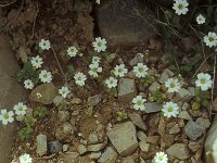 Cerastium scaposum