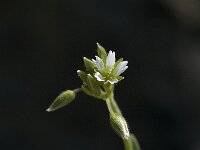 Cerastium semicandrum, Little Mouse-ear