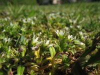 Cerastium semidecandrum 10, Zandhoornbloem, Saxifraga-Rutger Barendse