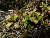 Cerastium semidecandrum 11, Zandhoornbloem, Saxifraga-Rutger Barendse