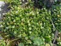 Cerastium semidecandrum 12, Zandhoornbloem, Saxifraga-Rutger Barendse