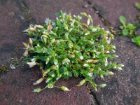Cerastium semidecandrum 15, Zandhoornbloem, Saxifraga-Ed Stikvoort
