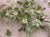 Cerastium semidecandrum 4, Zandhoornbloem, Saxifraga-Peter Meininger