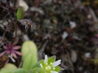 Cerastium semidecandrum 5, Zandhoornbloem, Saxifraga-Rutger Barendse