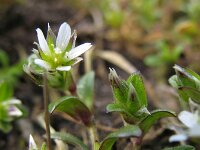 Cerastium semidecandrum 7, Zandhoornbloem, Saxifraga-Rutger Barendse