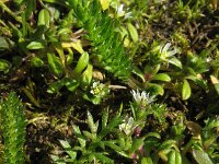 Cerastium semidecandrum 9, Zandhoornbloem, Saxifraga-Rutger Barendse