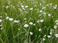 Cerastium tomentosum 13, Viltige hoornbloem, Saxifraga-Ed Stikvoort