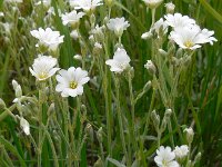 Cerastium tomentosum 14, Viltige hoornbloem, Saxifraga-Ed Stikvoort