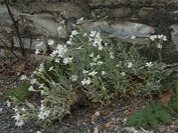 Cerastium tomentosum 6, Viltige hoornbloem, Saxifraga-Willem van Kruijsbergen