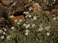 Cerastium tomentosum 7, Viltige hoornbloem, Saxifraga-Annemiek Bouwman