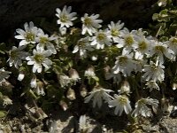 Cerastium uniflorum