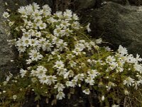 Cerastium uniflorum 12, Saxifraga-Willem van Kruijsbergen