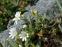 Cerastium uniflorum 16, Saxifraga-Jeroen Willemsen