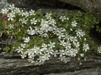Cerastium uniflorum 17, Saxifraga-Willem van Kruijsbergen
