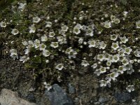 Cerastium uniflorum 18, Saxifraga-Willem van Kruijsbergen