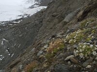 Cerastium uniflorum 2, Saxifraga-Willem van Kruijsbergen