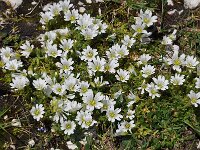 Cerastium uniflorum 26, Saxifraga-Harry Jans