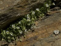 Cerastium uniflorum 3, Saxifraga-Willem van Kruijsbergen