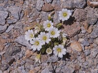 Cerastium uniflorum 30, Saxifraga-Luuk Vermeer