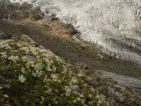 Cerastium uniflorum 9, Saxifraga-Willem van Kruijsbergen