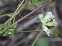 Ceratocapnos claviculata