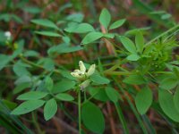 Ceratocapnos claviculata 12, Rankende helmbloem, Saxifraga-Ed Stikvoort