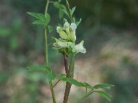 Ceratocapnos claviculata 02, Rankende helmbloem, AHB  Ceratocapnos claviculata, Rankende helmbloem Springendal op 25 mei 2017 Validatie waarneming.nl