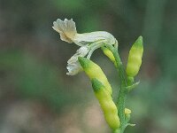 Ceratocapnos claviculata 04, Rankende helmbloem, AHB  Ceratocapnos claviculata, Rankende helmbloem Springendal op 25 mei 2017 Validatie waarneming.nl