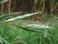 Ceratochloa carinata