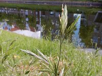 Ceratochloa cathartica
