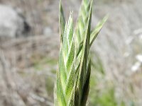 Ceratochloa cathartica 11, Paardengras, Saxifraga-Rutger Barendse