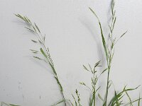 Ceratochloa cathartica 2, Paardengras, Saxifraga-Ed Stikvoort