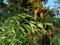 Ceratochloa cathartica 4, Paardengras, Saxifraga-Rutger Barendse
