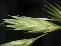 Ceratochloa cathartica 8, Paardengras, Saxifraga-Rutger Barendse