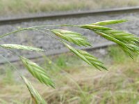 Ceratochloa cathartica 9, Paardengras, Saxifraga-Rutger Barendse