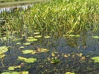 Ceratophyllum demersum, Hornwort