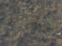 Ceratophyllum submersum