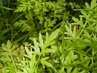 Ceratopteris thalictroides