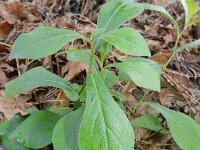 Ceratostigma plumbaginoides