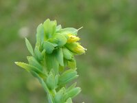 Cerinthe glabra