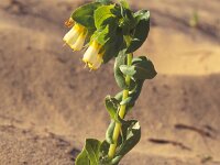 Cerinthe gymnandra